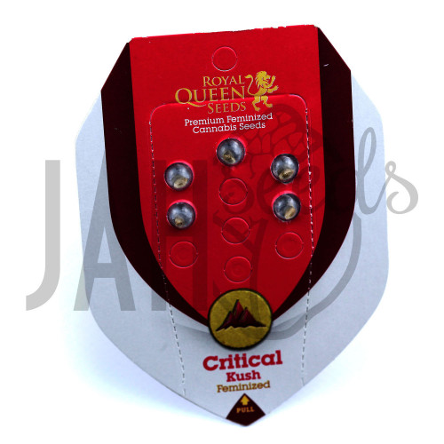 Critical Kush Feminised	 насіння конопель: фото, характеристики, відгуки, опис