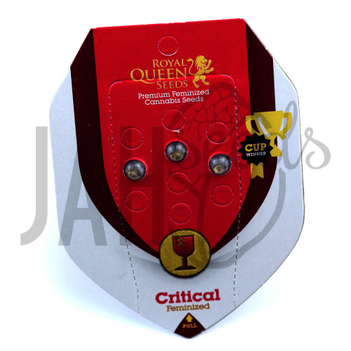 Critical Feminised	 насіння конопель: фото, характеристики, відгуки, опис