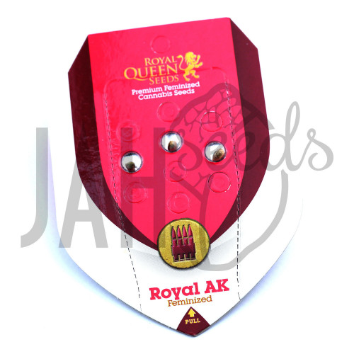 Royal AK feminised	 семена конопли: фото, характеристики, отзывы, описание Royal AK feminised	 семена конопли: фото, характеристики, отзывы, описание