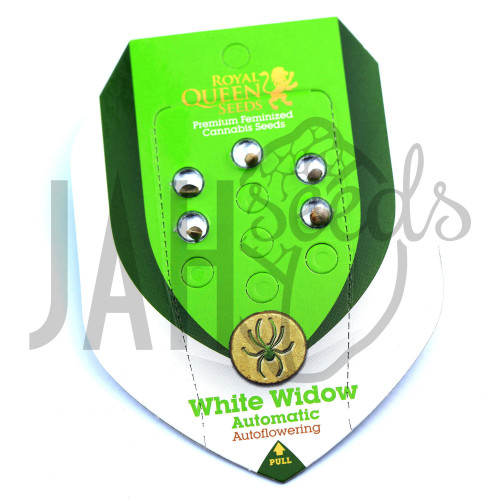 Auto White Widow Feminised насіння конопель: фото, характеристики, відгуки, опис Auto White Widow Feminised насіння конопель: фото, характеристики, відгуки, опис