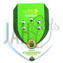 Auto Royal Creamatic Feminised семена конопли: фото, характеристики, отзывы, описание Auto Royal Creamatic Feminised семена конопли: фото, характеристики, отзывы, описание