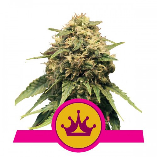 Special Queen 1 Feminised семена конопли: фото, характеристики, отзывы, описание