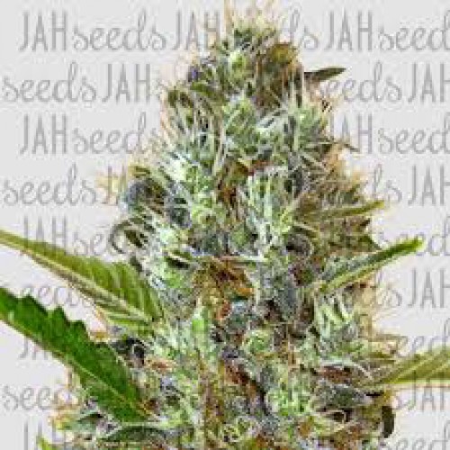 Somango Feminised (поштучно) насіння конопель: фото, характеристики, відгуки, опис