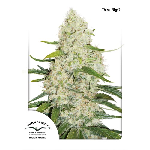 Auto Think Big feminised насіння конопель: фото, характеристики, відгуки, опис
