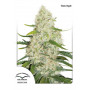 Auto Think Big feminised насіння конопель: фото, характеристики, відгуки, опис