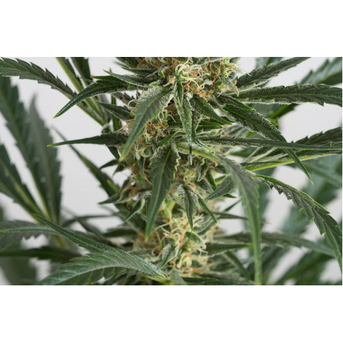 Auto Amnesia XXL Feminised насіння конопель: фото, характеристики, відгуки, опис