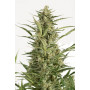 Auto Critical Jack Feminised насіння конопель: фото, характеристики, відгуки, опис