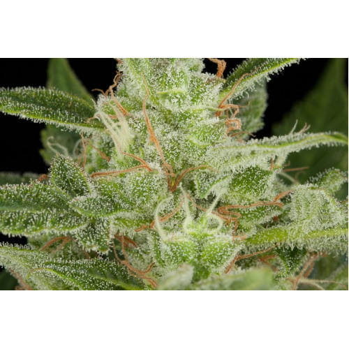 Auto Critical Jack Feminised насіння конопель: фото, характеристики, відгуки, опис