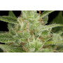 Auto Critical Jack Feminised насіння конопель: фото, характеристики, відгуки, опис