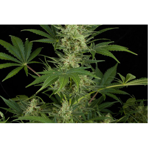 Auto Critical Jack Feminised насіння конопель: фото, характеристики, відгуки, опис