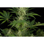 Auto Critical Jack Feminised насіння конопель: фото, характеристики, відгуки, опис