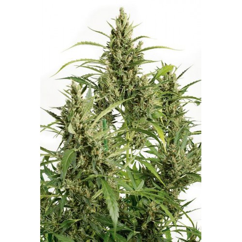 Auto Original Amnesia Feminised	 насіння конопель: фото, характеристики, відгуки, опис Auto Original Amnesia Feminised	 насіння конопель: фото, характеристики, відгуки, опис