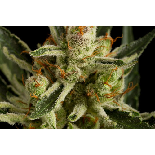 Auto Original Amnesia Feminised	 насіння конопель: фото, характеристики, відгуки, опис Auto Original Amnesia Feminised	 насіння конопель: фото, характеристики, відгуки, опис