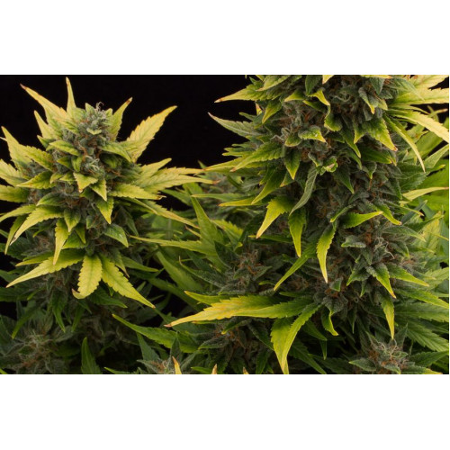 Auto Original Amnesia Feminised	 насіння конопель: фото, характеристики, відгуки, опис Auto Original Amnesia Feminised	 насіння конопель: фото, характеристики, відгуки, опис