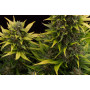 Auto Original Amnesia Feminised	 насіння конопель: фото, характеристики, відгуки, опис Auto Original Amnesia Feminised	 насіння конопель: фото, характеристики, відгуки, опис