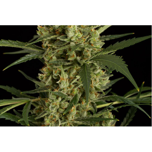 Auto Original Amnesia Feminised	 насіння конопель: фото, характеристики, відгуки, опис Auto Original Amnesia Feminised	 насіння конопель: фото, характеристики, відгуки, опис