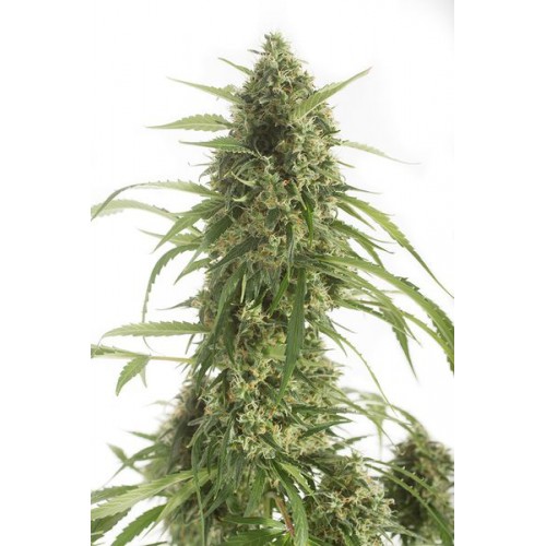 Auto White Widow XXL Feminised семена конопли: фото, характеристики, отзывы, описание Auto White Widow XXL Feminised семена конопли: фото, характеристики, отзывы, описание