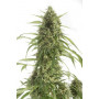Auto White Widow XXL Feminised семена конопли: фото, характеристики, отзывы, описание Auto White Widow XXL Feminised семена конопли: фото, характеристики, отзывы, описание