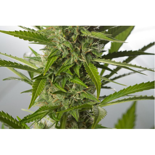Auto White Widow XXL Feminised семена конопли: фото, характеристики, отзывы, описание Auto White Widow XXL Feminised семена конопли: фото, характеристики, отзывы, описание