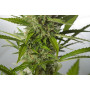 Auto White Widow XXL Feminised семена конопли: фото, характеристики, отзывы, описание Auto White Widow XXL Feminised семена конопли: фото, характеристики, отзывы, описание