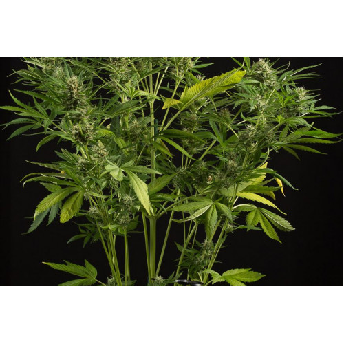 Auto White Widow XXL Feminised семена конопли: фото, характеристики, отзывы, описание Auto White Widow XXL Feminised семена конопли: фото, характеристики, отзывы, описание