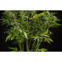 Auto White Widow XXL Feminised семена конопли: фото, характеристики, отзывы, описание Auto White Widow XXL Feminised семена конопли: фото, характеристики, отзывы, описание
