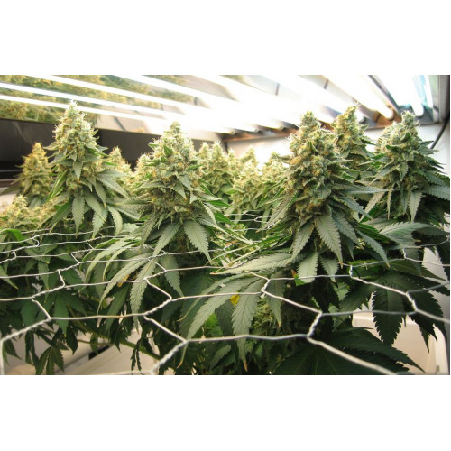 Blue Widow Feminised насіння конопель: фото, характеристики, відгуки, опис