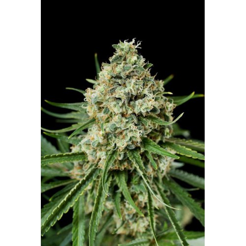 Critical + 2.0 Feminised семена конопли: фото, характеристики, отзывы, описание