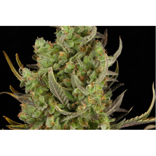 Auto Critical+ 2.0 Feminised насіння конопель: фото, характеристики, відгуки, опис