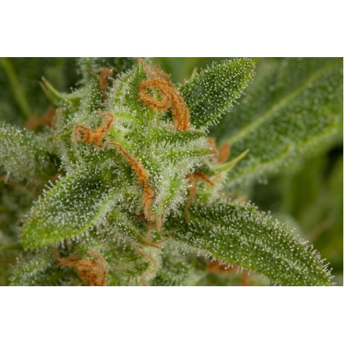 Auto Critical+ 2.0 Feminised насіння конопель: фото, характеристики, відгуки, опис