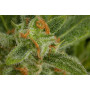 Auto Critical+ 2.0 Feminised насіння конопель: фото, характеристики, відгуки, опис