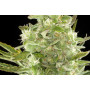 Auto Critical+ 2.0 Feminised насіння конопель: фото, характеристики, відгуки, опис
