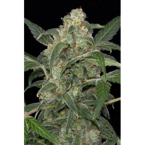 Auto Haze 2.0 Feminised семена конопли: фото, характеристики, отзывы, описание Auto Haze 2.0 Feminised семена конопли: фото, характеристики, отзывы, описание