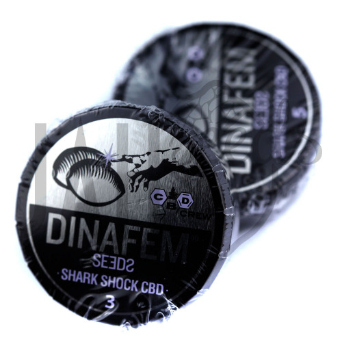 Shark Shock CBD Feminised насіння конопель: фото, характеристики, відгуки, опис