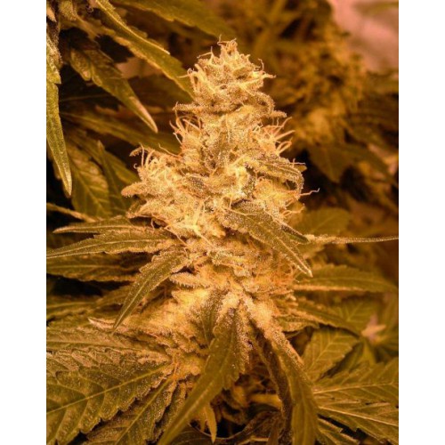 Auto Kush Feminised насіння конопель: фото, характеристики, відгуки, опис Auto Kush Feminised насіння конопель: фото, характеристики, відгуки, опис