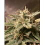 Auto Bubble Feminised насіння конопель: фото, характеристики, відгуки, опис Auto Bubble Feminised насіння конопель: фото, характеристики, відгуки, опис