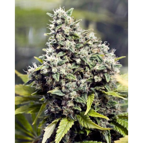 Grapefruit Feminised семена конопли: фото, характеристики, отзывы, описание