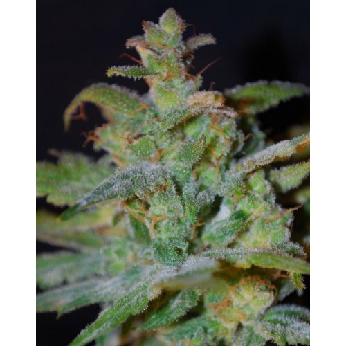 Auto AK Feminised насіння конопель: фото, характеристики, відгуки, опис Auto AK Feminised насіння конопель: фото, характеристики, відгуки, опис
