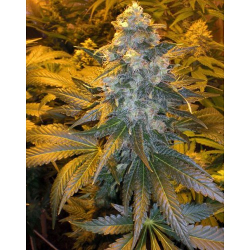 Ice Feminised семена конопли: фото, характеристики, отзывы, описание