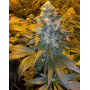 Ice Feminised семена конопли: фото, характеристики, отзывы, описание