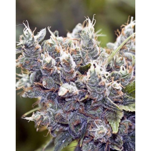 Bubblegummer Feminised насіння конопель: фото, характеристики, відгуки, опис Bubblegummer Feminised насіння конопель: фото, характеристики, відгуки, опис