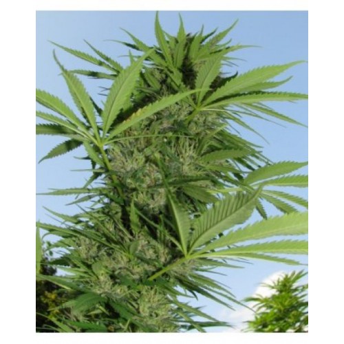 Easy Sativa Feminised семена конопли: фото, характеристики, отзывы, описание Easy Sativa Feminised семена конопли: фото, характеристики, отзывы, описание