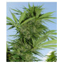 Easy Sativa Feminised семена конопли: фото, характеристики, отзывы, описание Easy Sativa Feminised семена конопли: фото, характеристики, отзывы, описание