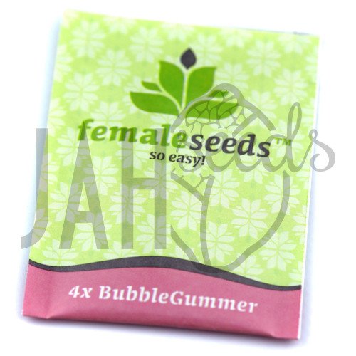 Bubblegummer Feminised насіння конопель: фото, характеристики, відгуки, опис Bubblegummer Feminised насіння конопель: фото, характеристики, відгуки, опис