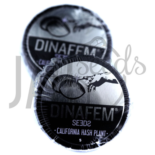 California Hash Plant Feminised насіння конопель: фото, характеристики, відгуки, опис