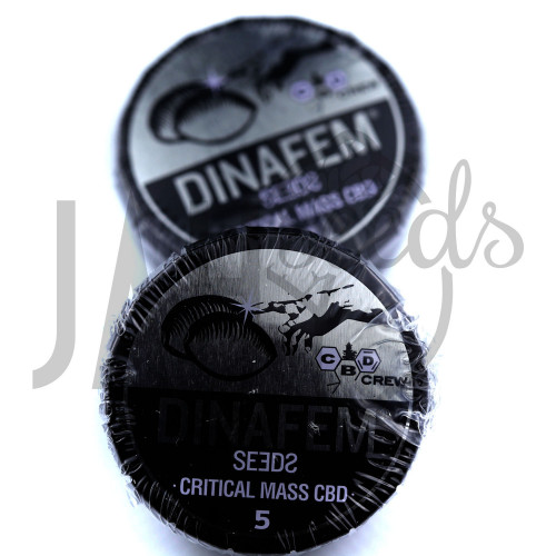 Critical Mass CBD Feminised семена конопли: фото, характеристики, отзывы, описание Critical Mass CBD Feminised семена конопли: фото, характеристики, отзывы, описание