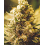 Lemon Kush Feminised семена конопли: фото, характеристики, отзывы, описание Lemon Kush Feminised семена конопли: фото, характеристики, отзывы, описание