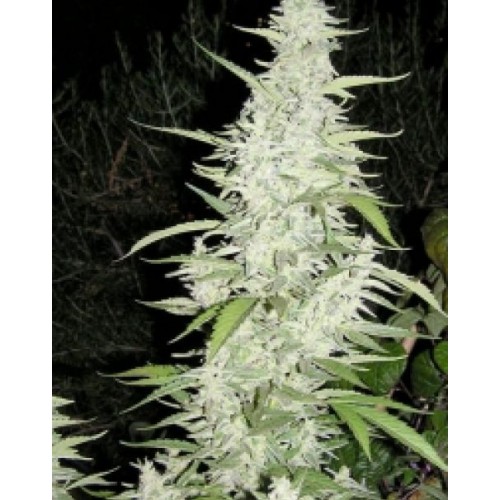 Maroc Feminised семена конопли: фото, характеристики, отзывы, описание
