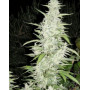 Maroc Feminised семена конопли: фото, характеристики, отзывы, описание