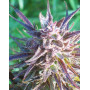 Purple Maroc Feminised семена конопли: фото, характеристики, отзывы, описание Purple Maroc Feminised семена конопли: фото, характеристики, отзывы, описание